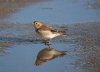 Snow Bunting at Canvey Island (Steve Arlow) (125608 bytes) Snow Bunting at Canvey Island (Steve Arlow) (125608 bytes)